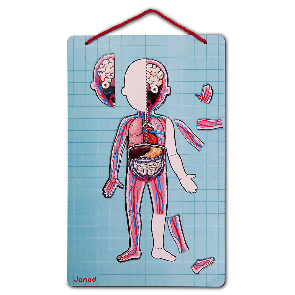 Magnetic Body Educational Game